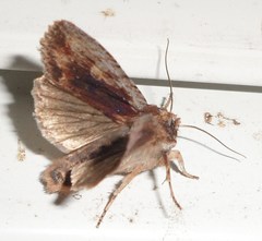 Lithophane hemina