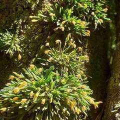Specklinia alajuelensis