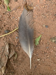 Gorsachius melanolophus