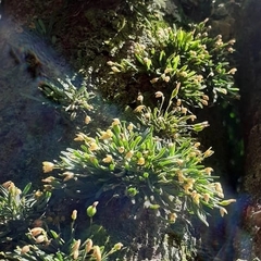 Specklinia alajuelensis