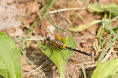 Leucorrhinia intacta