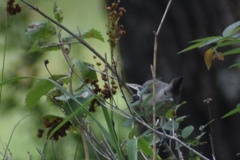 Baeolophus atricristatus