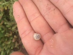 Praticolella mexicana