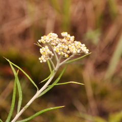Anaphalis longifolia