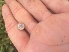 Praticolella mexicana