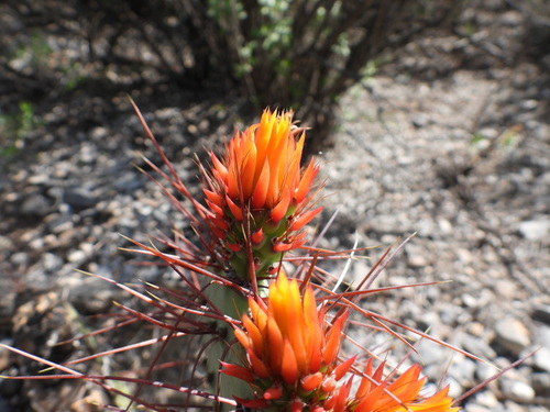 Image of Opuntia stenopetala by (c) Leticia Jiménez Hernández, some rights reserved (CC BY-SA)