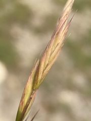 Bromus marginatus