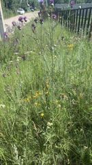 Centaurea scabiosa adpressa