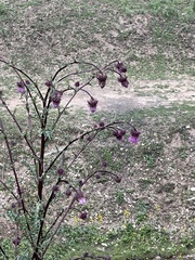 Cirsium vinaceum