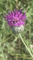 Centaurea scabiosa adpressa
