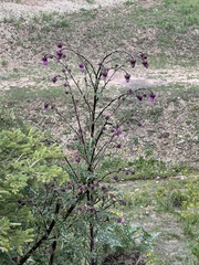 Cirsium vinaceum