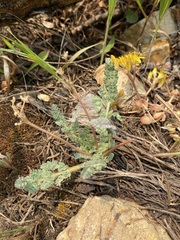 Cymopterus glaucus