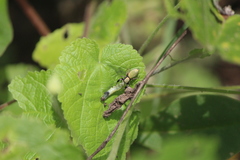 Sassacus barbipes