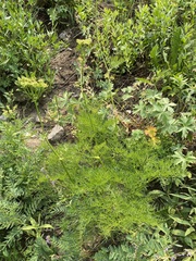 Ligusticum filicinum