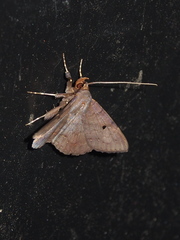 Mecodina bisignata