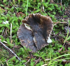 Neohygrocybe