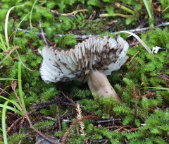Neohygrocybe