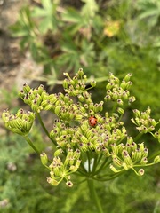 Ligusticum filicinum