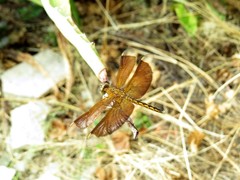 Neurothemis ramburii