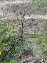 Cirsium vinaceum