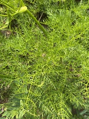 Ligusticum filicinum