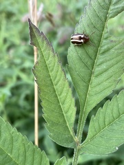 Zygogramma suturalis