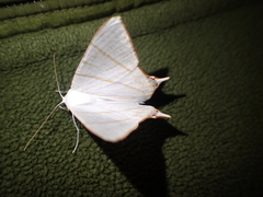 Ourapteryx