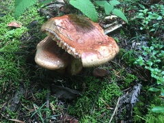 Lactarius salmonicolor