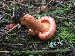Lactarius salmonicolor