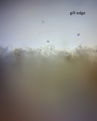 Neohygrocybe