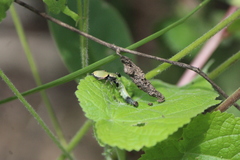 Sassacus barbipes