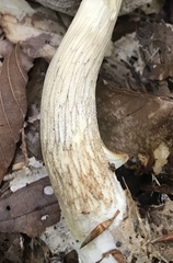 Leccinellum albellum