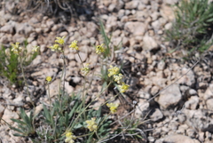 Eriogonum lachnogynum
