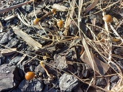 Psilocybe tasmaniana
