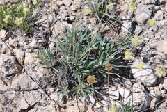 Eriogonum lachnogynum
