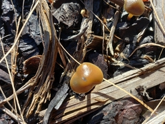 Psilocybe tasmaniana