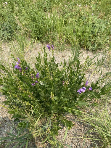 Image of Penstemon venustus by (c) Matt Berger, some rights reserved (CC BY)