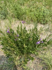 Penstemon venustus