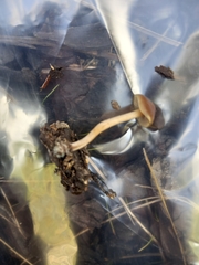 Psilocybe tasmaniana