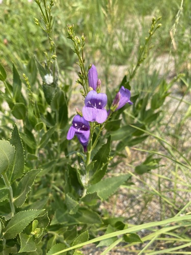 Image of Penstemon venustus by (c) Matt Berger, some rights reserved (CC BY)