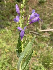 Penstemon venustus