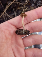 Psilocybe tasmaniana