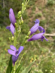 Penstemon venustus