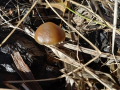 Psilocybe tasmaniana