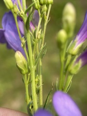 Penstemon venustus
