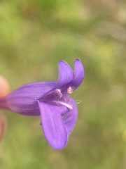 Penstemon venustus