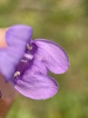 Penstemon venustus