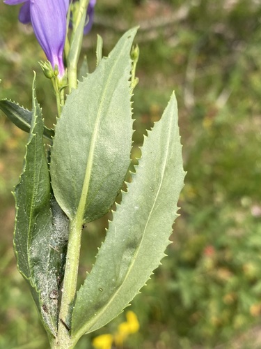 Image of Penstemon venustus by (c) Matt Berger, some rights reserved (CC BY)