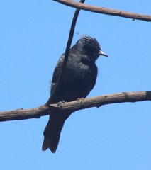 Knipolegus lophotes
