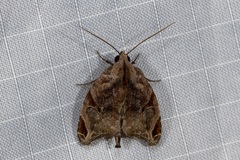 Androlymnia torsivena